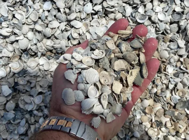 Shell Rock vs. Limestone Driveways